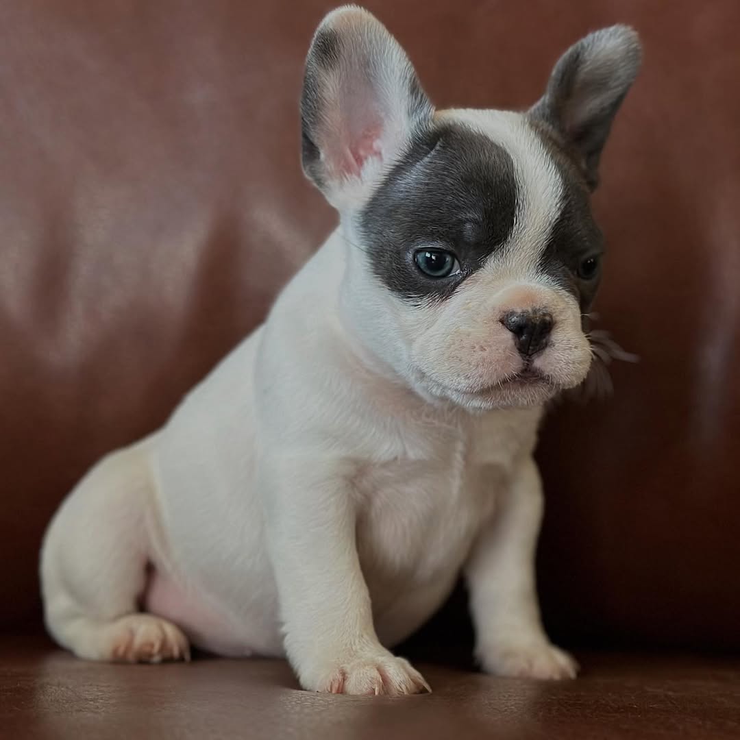 Kayce our little perfect Lilac and Tan boy off Batman and Bonnie. He has such a nice compact solid structure. Going to be smaller 23-25 lbs Kayce our little perfect Lilac and Tan boy off Batman and Bonnie. He has such a nice compact solid structure. Going to be smaller 23-25 lbs