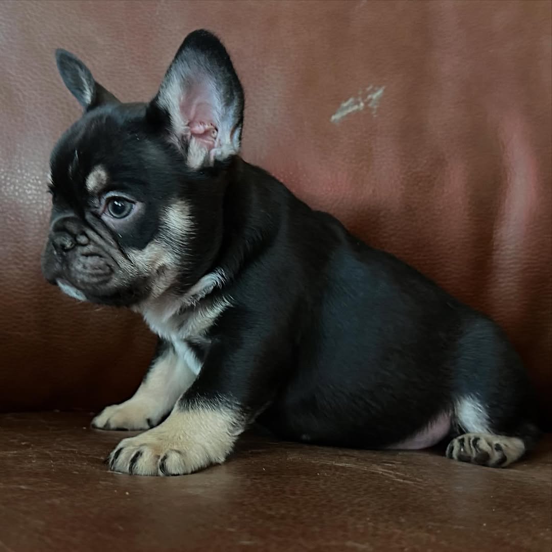 Theo “Theodore” the distinguished gentlemen. Such a beautiful boy. And wait to see how much his tans points develop as he matures. Will be loved and adored by @bpiolatto @dpiolatto @kpiolatto … (5) Theo “Theodore” the distinguished gentlemen. Such a beautiful boy. And wait to see how much his tans points develop as he matures. Will be loved and adored by @bpiolatto @dpiolatto @kpiolatto … (5)