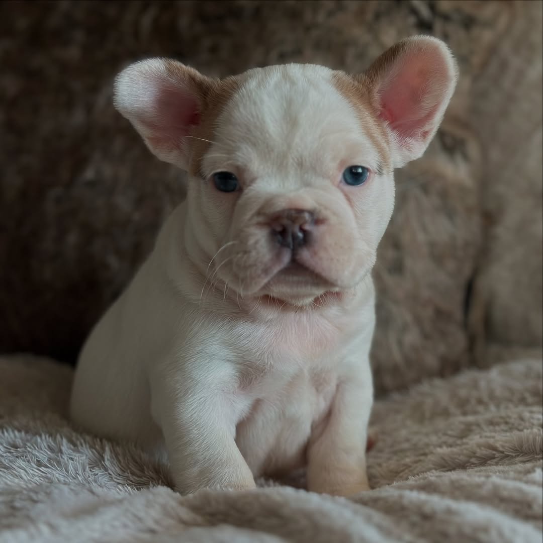 AVIALABLE PUPPIES AVIALABLE PUPPIES